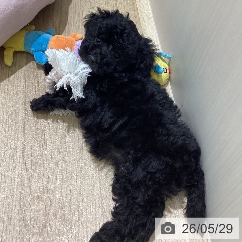 長野県のトイプードル(トイ) (ペットプラス 須坂店/2026年3月25日生まれ/女の子/ブラック)の子犬の3枚目の画像