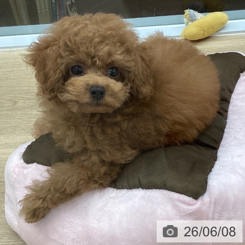 千葉県のトイプードル(トイ) (ペットプラス 船橋店/2026年3月22日生まれ/女の子/レッド)の子犬の4枚目の画像