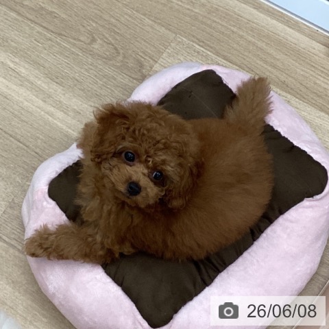 千葉県のトイプードル(トイ) (ペットプラス 船橋店/2026年3月22日生まれ/女の子/レッド)の子犬の3枚目の画像