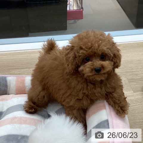 愛媛県のトイプードル(トイ) (ペットプラス 新居浜店/2026年3月22日生まれ/女の子/レッド)の子犬の3枚目の画像