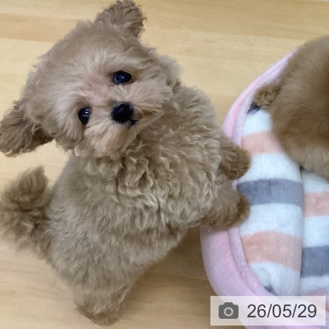 香川県のトイプードル(トイ) (ペットプラス 綾川店/2026年3月18日生まれ/男の子/アプリコット)の子犬の4枚目の画像