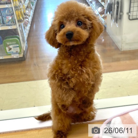 香川県のトイプードル(トイ) (ペットプラス 高松店/2026年3月19日生まれ/男の子/レッド)の子犬の4枚目の画像