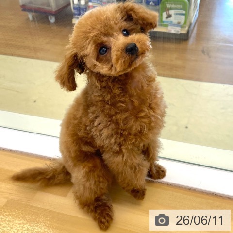 香川県のトイプードル(トイ) (ペットプラス 高松店/2026年3月19日生まれ/男の子/レッド)の子犬の3枚目の画像