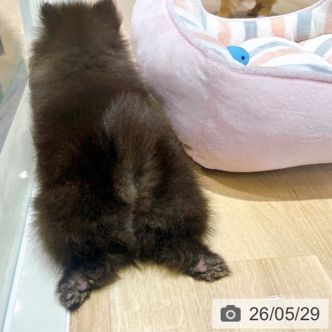大阪府のポメラニアン (ペットプラス イオン大日店/2026年3月12日生まれ/男の子/ブラック)の子犬の4枚目の画像