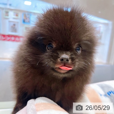 大阪府のポメラニアン (ペットプラス イオン大日店/2026年3月12日生まれ/男の子/ブラック)の子犬の3枚目の画像