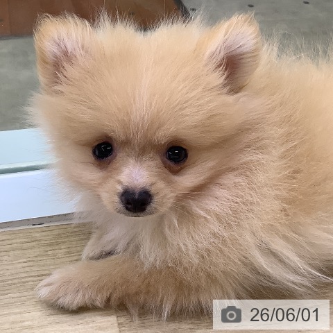 ポメラニアンの写真
