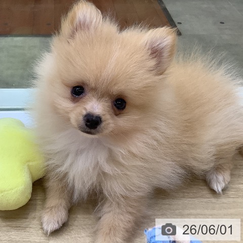 ポメラニアンの写真