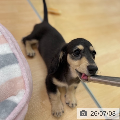 ミニチュア・ダックスフンドの写真