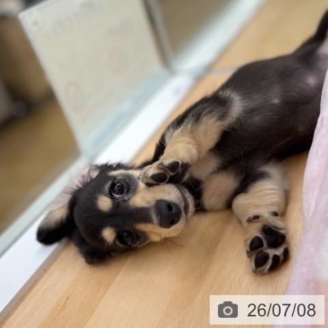 ミニチュア・ダックスフンドの写真