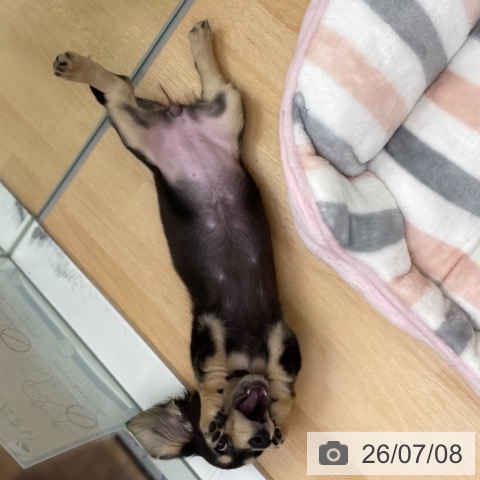 ミニチュア・ダックスフンドの写真