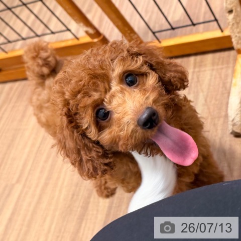 岡山県のトイプードル(トイ) (ペッツワン 岡山南店/2026年3月30日生まれ/女の子/レッド)の子犬の4枚目の画像