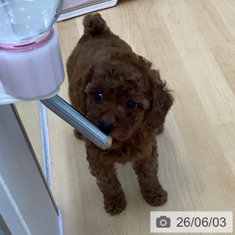 香川県のトイプードル(トイ) (ペットプラス 綾川店/2026年3月30日生まれ/女の子/レッド)の子犬の4枚目の画像