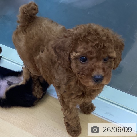 香川県のトイプードル(トイ) (ペットプラス 綾川店/2026年3月30日生まれ/女の子/レッド)の子犬の3枚目の画像