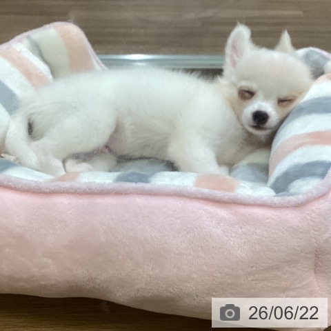 鳥取県のチワワ(ロング) (ペッツワン 日吉津店/2026年4月1日生まれ/男の子/ホワイトクリーム)の子犬の4枚目の画像