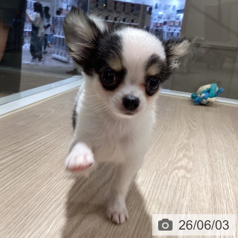 徳島県のチワワ(ロング) (ペットプラス 徳島店/2026年4月1日生まれ/男の子/ホワイトブラックタン)の子犬の4枚目の画像