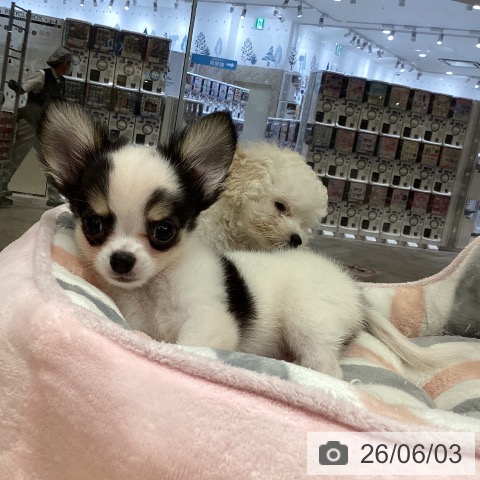 徳島県のチワワ(ロング) (ペットプラス 徳島店/2026年4月1日生まれ/男の子/ホワイトブラックタン)の子犬の3枚目の画像