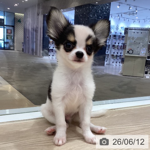 徳島県のチワワ(ロング) (ペットプラス 徳島店/2026年4月1日生まれ/男の子/ホワイトブラックタン)の子犬の3枚目の画像
