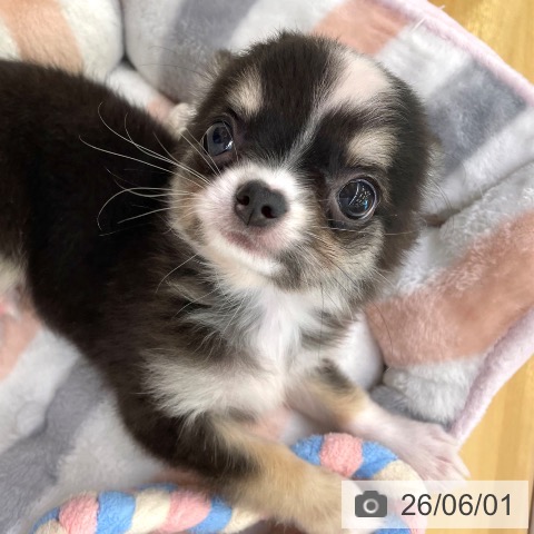 チワワの写真