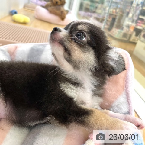 チワワの写真