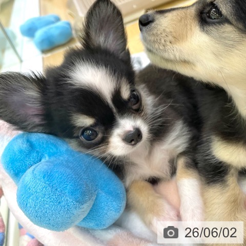 チワワの写真