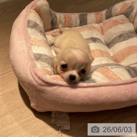 岡山県のチワワ(ロング) (ペットプラス 岡山店/2026年4月1日生まれ/女の子/クリームホワイト)の子犬の4枚目の画像
