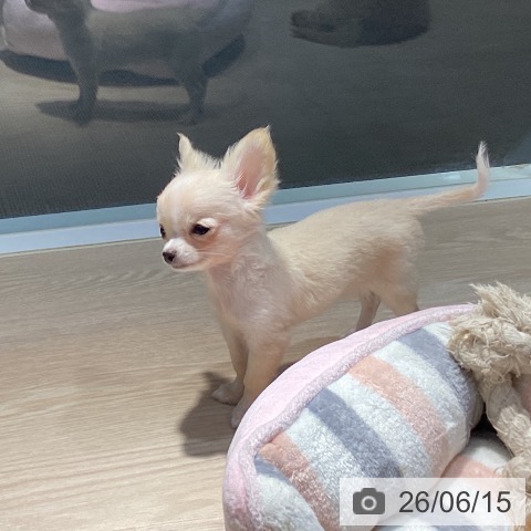 岡山県のチワワ(ロング) (ペットプラス 岡山店/2026年4月1日生まれ/女の子/クリームホワイト)の子犬の3枚目の画像