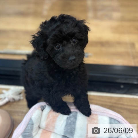 埼玉県のトイプードル(トイ) (ペッツワン 新座店/2026年3月29日生まれ/男の子/ブラック)の子犬の4枚目の画像