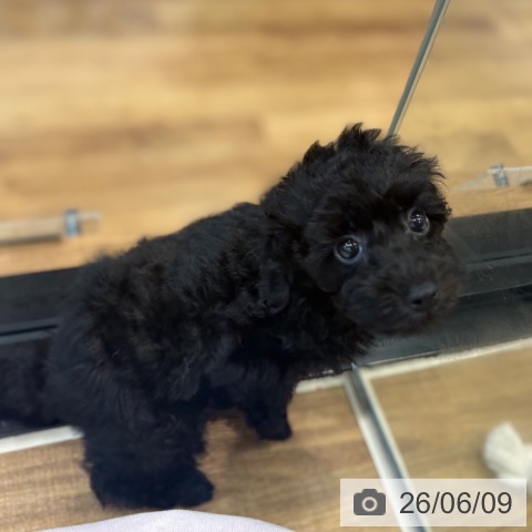 埼玉県のトイプードル(トイ) (ペッツワン 新座店/2026年3月29日生まれ/男の子/ブラック)の子犬の3枚目の画像