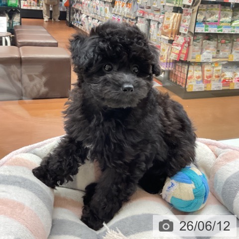 神奈川県のトイプードル(トイ) (ペットプラス 湘南平塚店/2026年3月29日生まれ/女の子/ブラック)の子犬の4枚目の画像