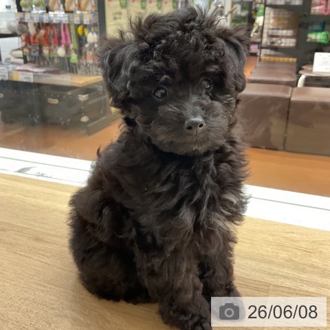 神奈川県のトイプードル(トイ) (ペットプラス 湘南平塚店/2026年3月29日生まれ/女の子/ブラック)の子犬の3枚目の画像