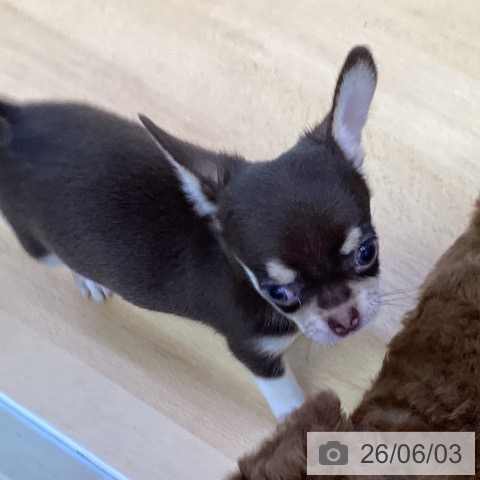 香川県のチワワ(ロング) (ペットプラス 綾川店/2026年3月31日生まれ/男の子/チョコレートクリーム)の子犬の4枚目の画像