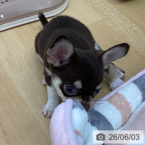 香川県のチワワ(ロング) (ペットプラス 綾川店/2026年3月31日生まれ/男の子/チョコレートクリーム)の子犬の3枚目の画像