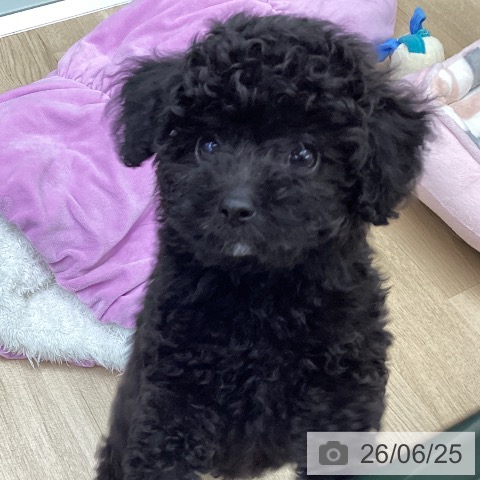 福島県のトイプードル(トイ) (ペットプラス 福島店/2026年3月31日生まれ/男の子/ブラック)の子犬の4枚目の画像