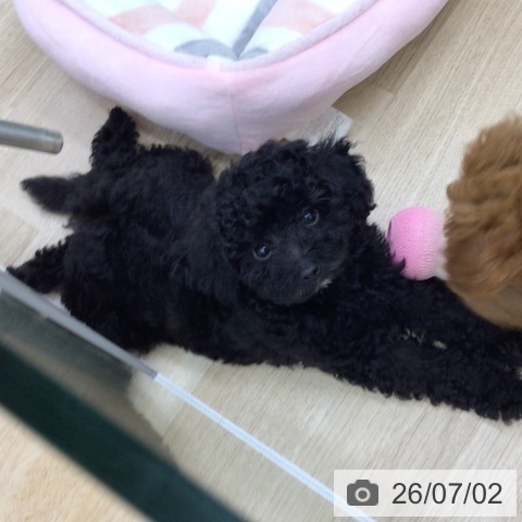福島県のトイプードル(トイ) (ペットプラス 福島店/2026年3月31日生まれ/男の子/ブラック)の子犬の4枚目の画像