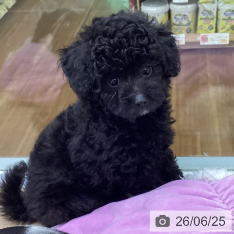 福島県のトイプードル(トイ) (ペットプラス 福島店/2026年3月31日生まれ/男の子/ブラック)の子犬の3枚目の画像