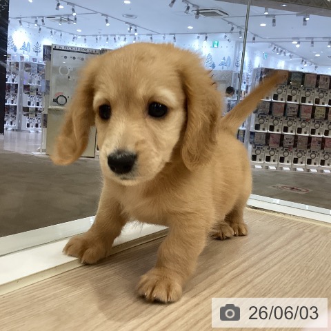 徳島県のミニチュアダックスフンド(ロング) (ペットプラス 徳島店/2026年4月1日生まれ/女の子/ゴールド)の子犬の4枚目の画像