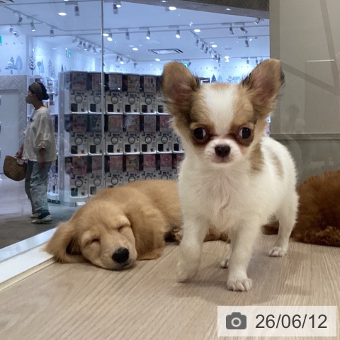 徳島県のミニチュアダックスフンド(ロング) (ペットプラス 徳島店/2026年4月1日生まれ/女の子/ゴールド)の子犬の3枚目の画像