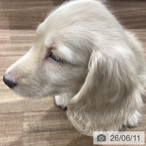 岡山県のミニチュアダックスフンド(ロング) (ペッツワン 岡山南店/2026年4月2日生まれ/男の子/イエロー)の子犬の3枚目の画像