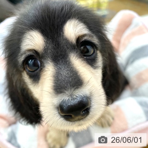 ミニチュア・ダックスフンドの写真