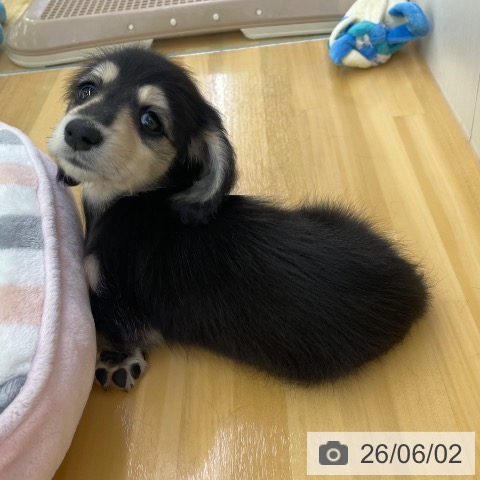 ミニチュア・ダックスフンドの写真