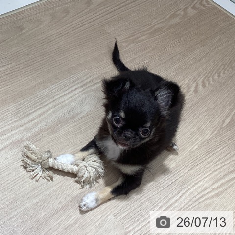 チワワの写真