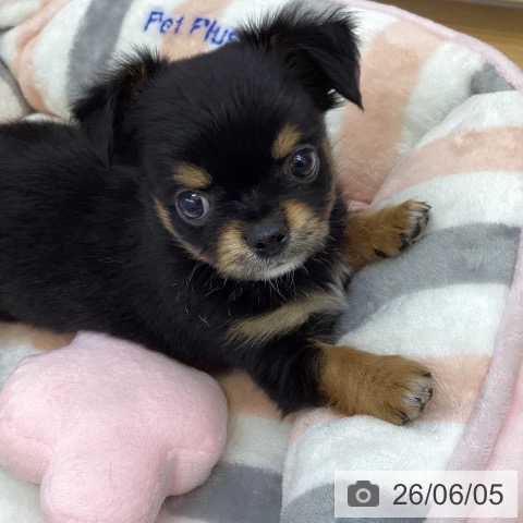 香川県のチワワ(ロング) (ペットプラス 綾川店/2026年3月28日生まれ/男の子/ブラックタン)の子犬の4枚目の画像
