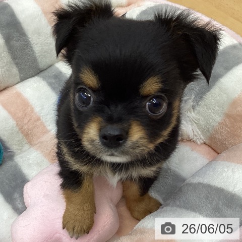 香川県のチワワ(ロング) (ペットプラス 綾川店/2026年3月28日生まれ/男の子/ブラックタン)の子犬の3枚目の画像