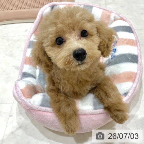 香川県のトイプードル(トイ) (ペットプラス 高松店/2026年4月2日生まれ/男の子/オレンジフォーン)の子犬の3枚目の画像