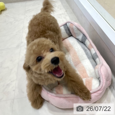 香川県のトイプードル(トイ) (ペットプラス 高松店/2026年4月2日生まれ/男の子/オレンジフォーン)の子犬の3枚目の画像