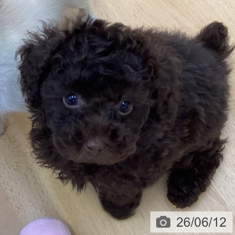 香川県のトイプードル(トイ) (ペットプラス 綾川店/2026年4月3日生まれ/男の子/ブラウン)の子犬の4枚目の画像