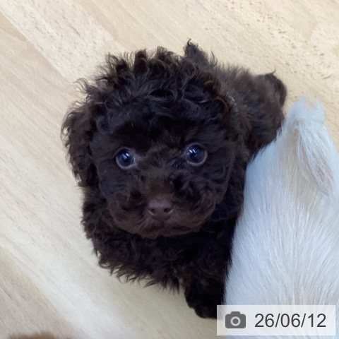 香川県のトイプードル(トイ) (ペットプラス 綾川店/2026年4月3日生まれ/男の子/ブラウン)の子犬の3枚目の画像