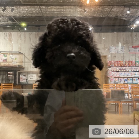 トイ・プードルの写真