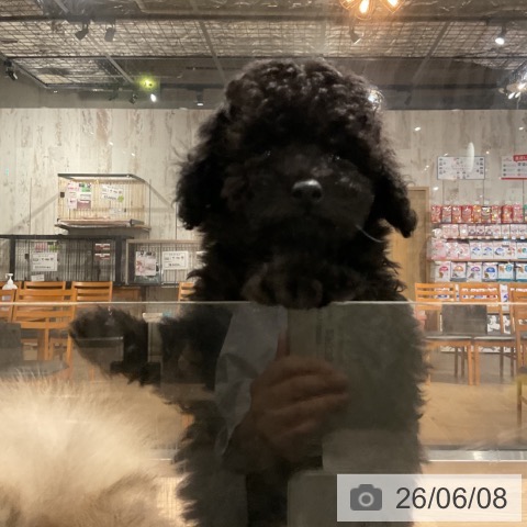 トイ・プードルの写真