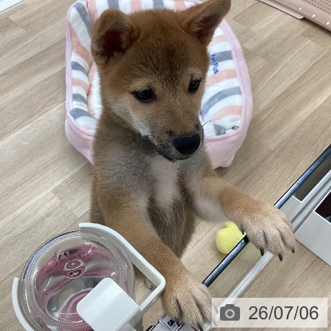 柴の写真